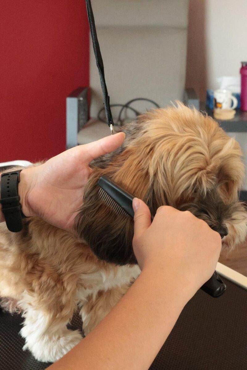 Hund bei Miri's Felltraum