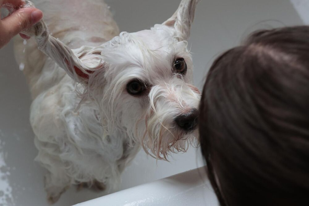 Hund bei Miri's Felltraum
