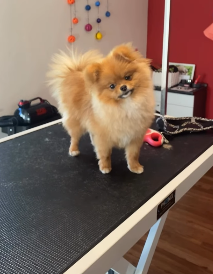 Hund bei Miri's Felltraum