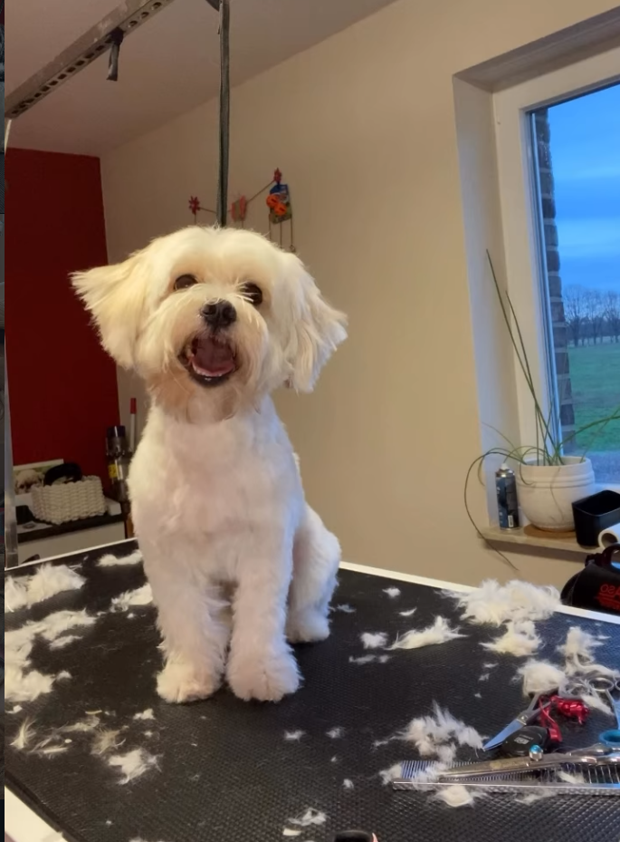 Hund bei Miri's Felltraum